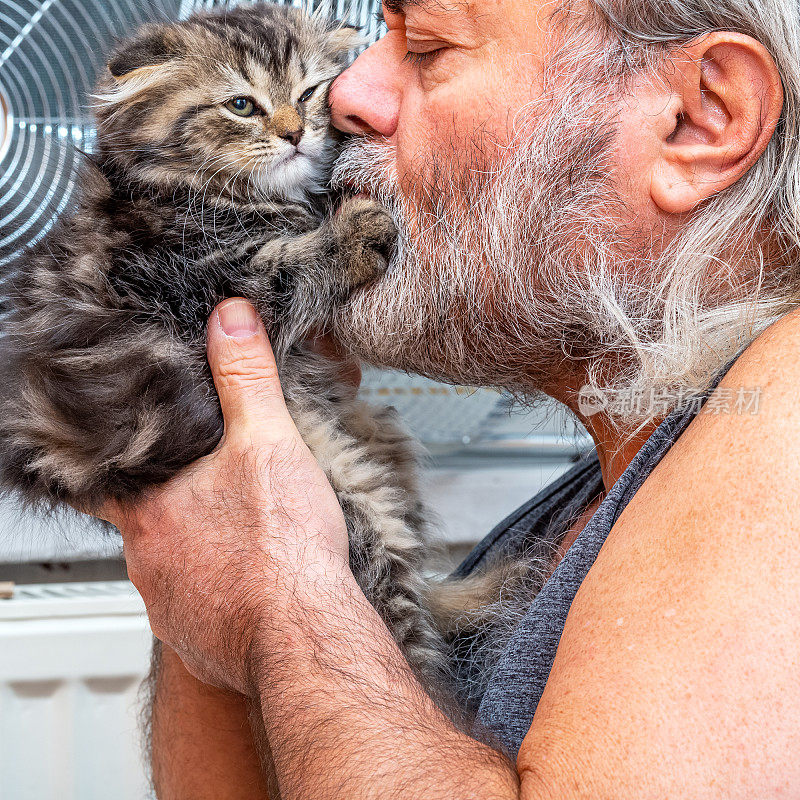 Big Love, Senior Man and Newborn Scottish Fold Longhair 3 colors kitten
